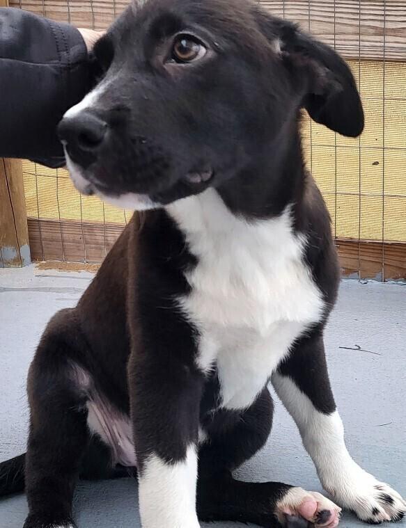 Enlarge Doris, a Adoptable mixed breed in Winter Garden, FL image 1/4