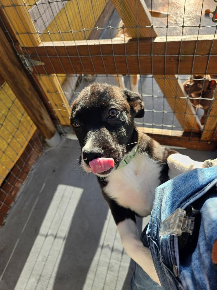 Enlarge Doris, a Adoptable mixed breed in Winter Garden, FL image 2/4