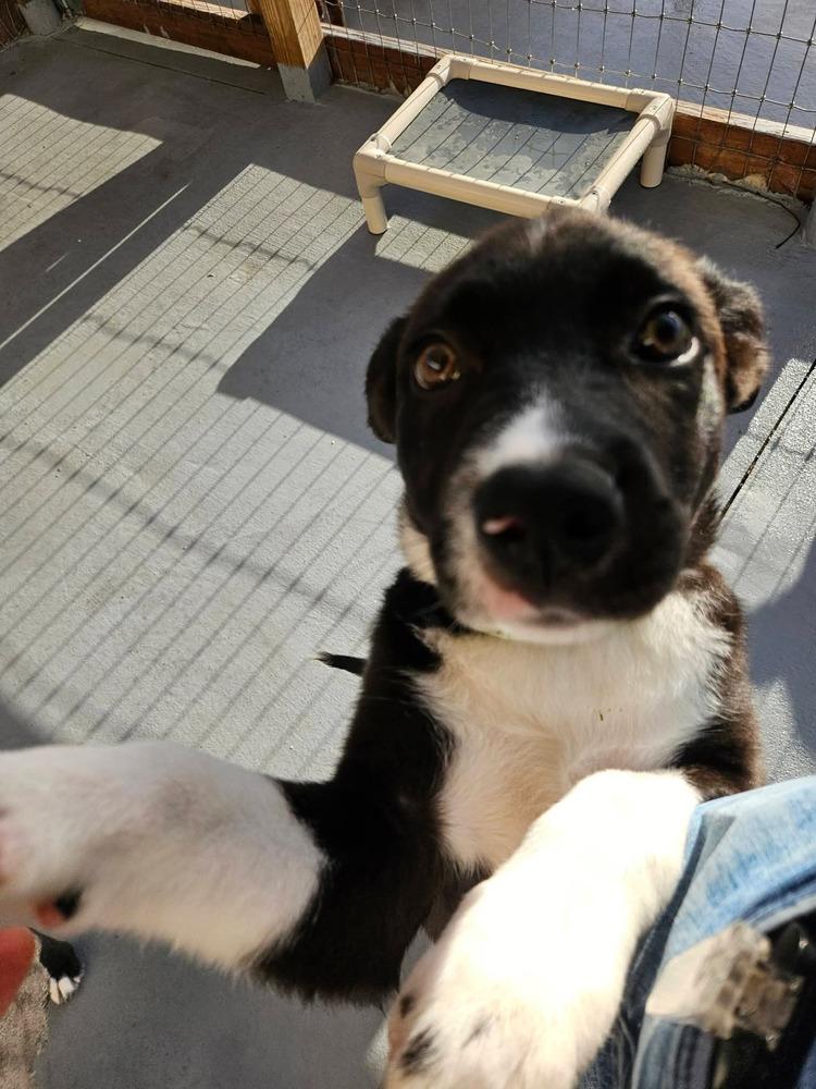 Enlarge Doris, a Adoptable mixed breed in Winter Garden, FL image 3/4