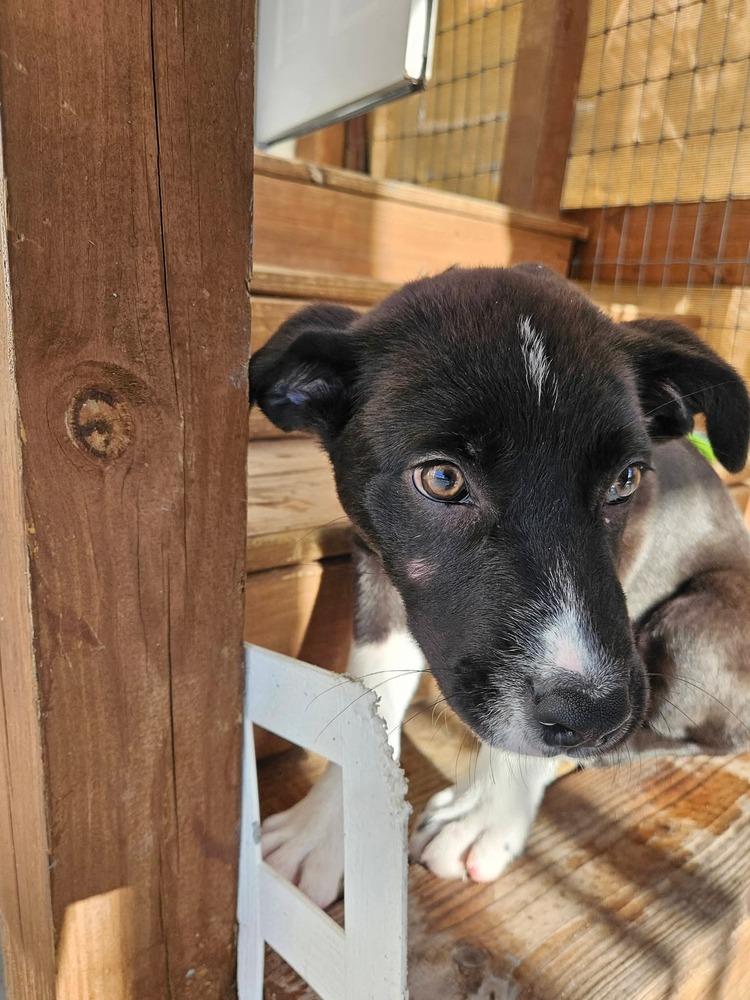 Enlarge Doris, a Adoptable mixed breed in Winter Garden, FL image 4/4