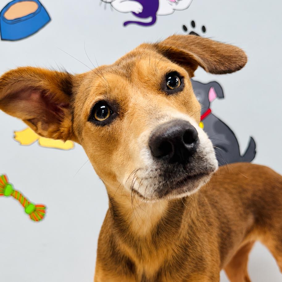 Enlarge Honey, a Adoptable mixed breed in Lebanon, MO image 1/4