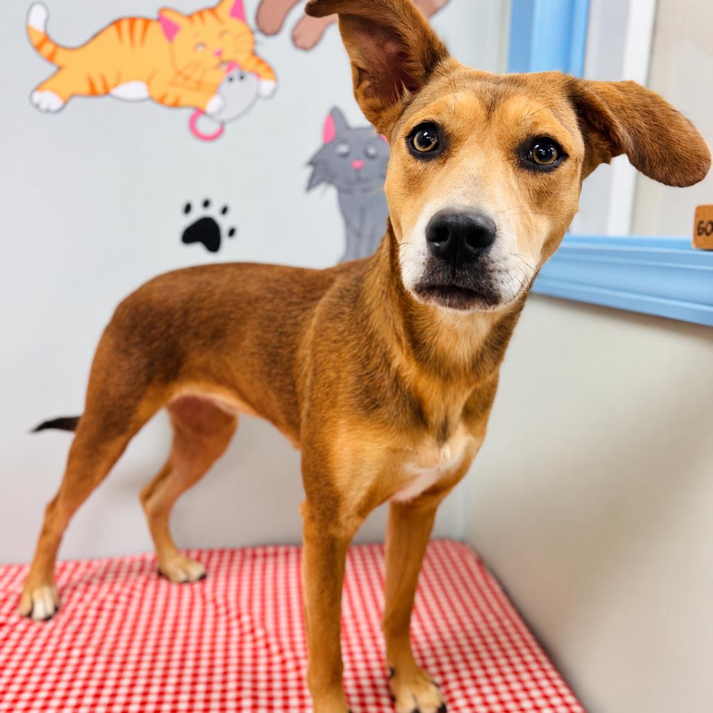 Enlarge Honey, a Adoptable mixed breed in Lebanon, MO image 2/4