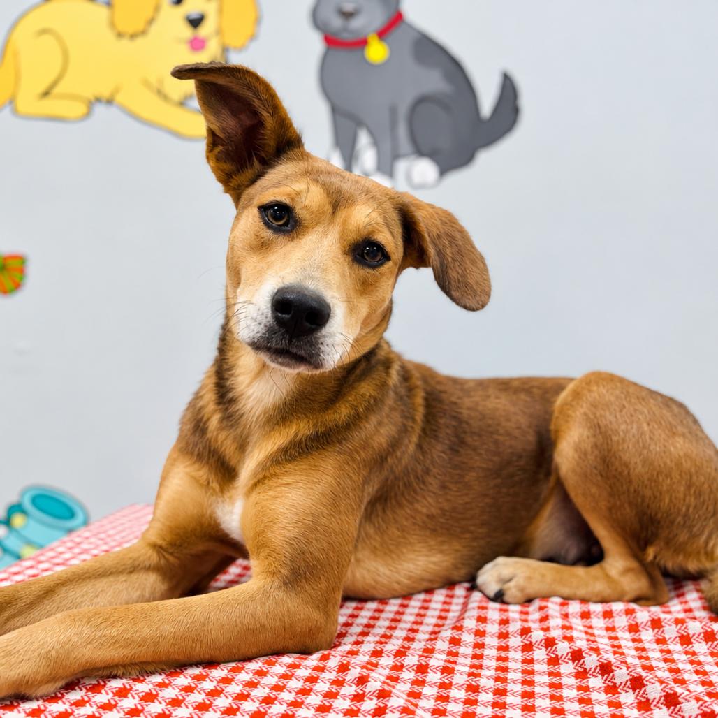 Enlarge Honey, a Adoptable mixed breed in Lebanon, MO image 3/4