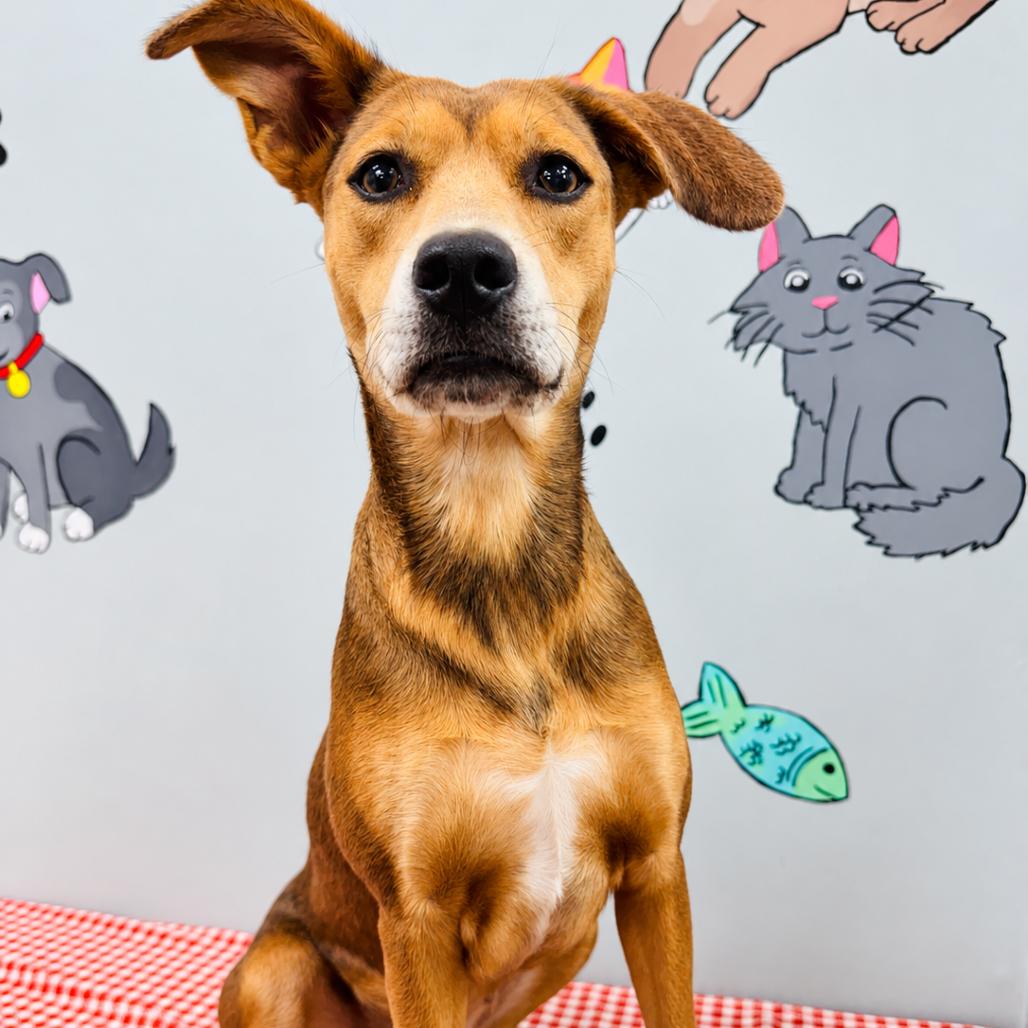 Enlarge Honey, a Adoptable mixed breed in Lebanon, MO image 4/4