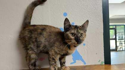 Enlarge Freya, a Adoptable Domestic Short Hair in Clayton, GA image 1/1