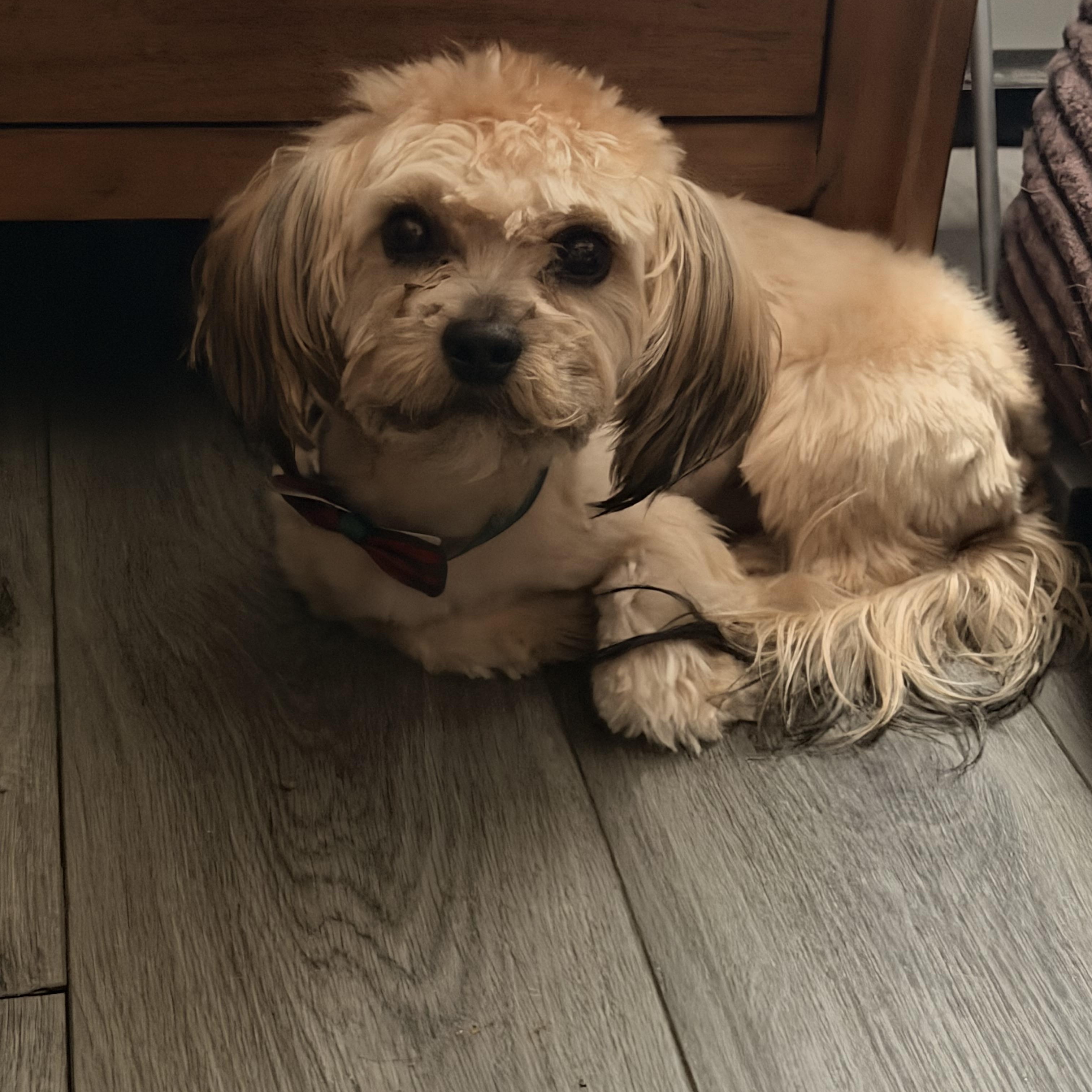 King, adopted, Young Male Shih Tzu & Yorkshire Terrier.