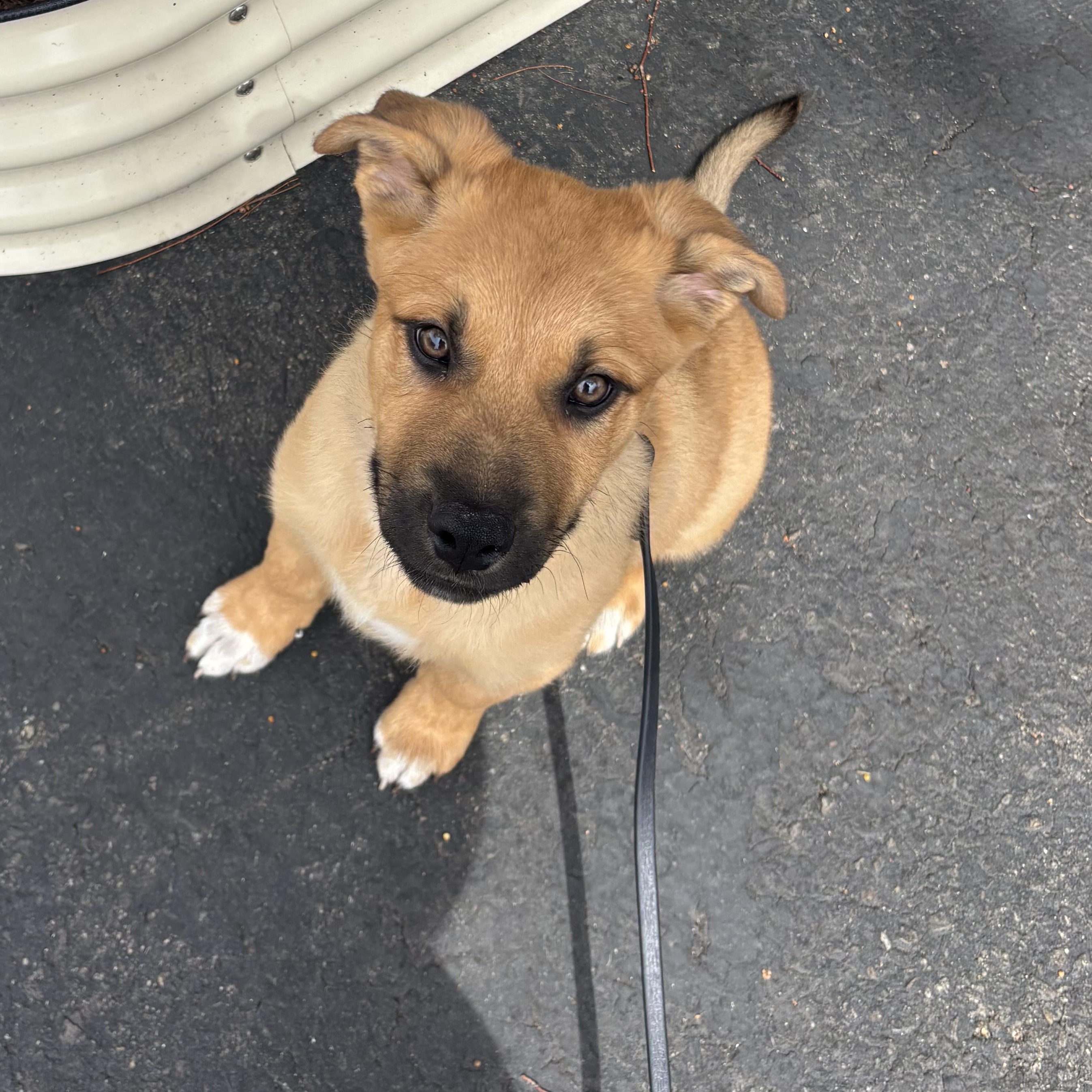 Enlarge Cowboy, an adopted mixed breed in Rancho Santa Margarita, CA image 4/4