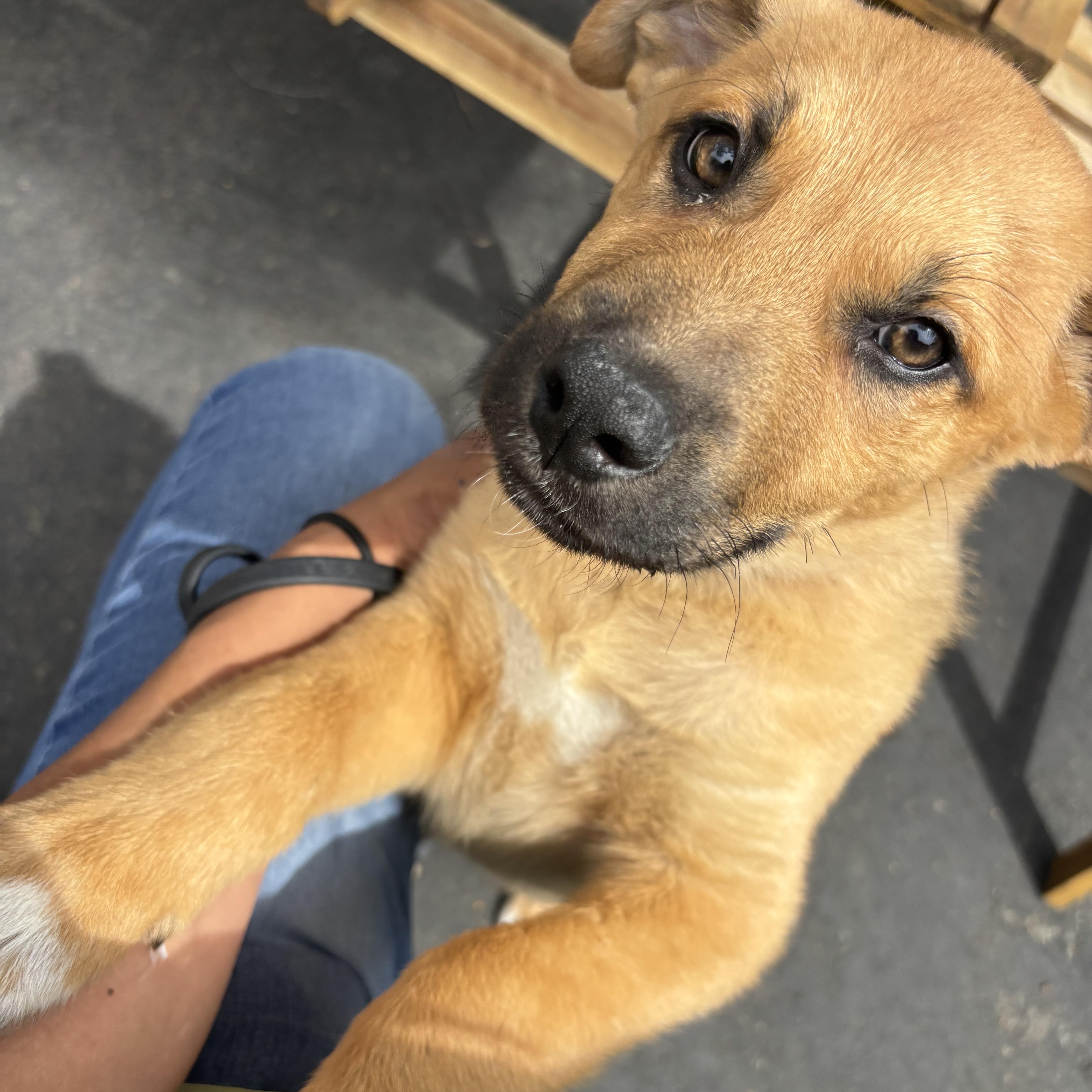 Enlarge Cowboy, an adopted mixed breed in Rancho Santa Margarita, CA image 1/4