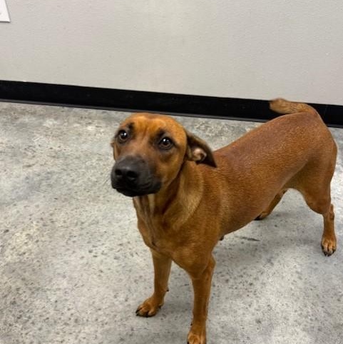 Brownie, a Adoptable mixed breed in Williston, VT image 3/6