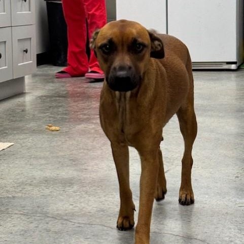 Brownie, a Adoptable mixed breed in Williston, VT image 5/6