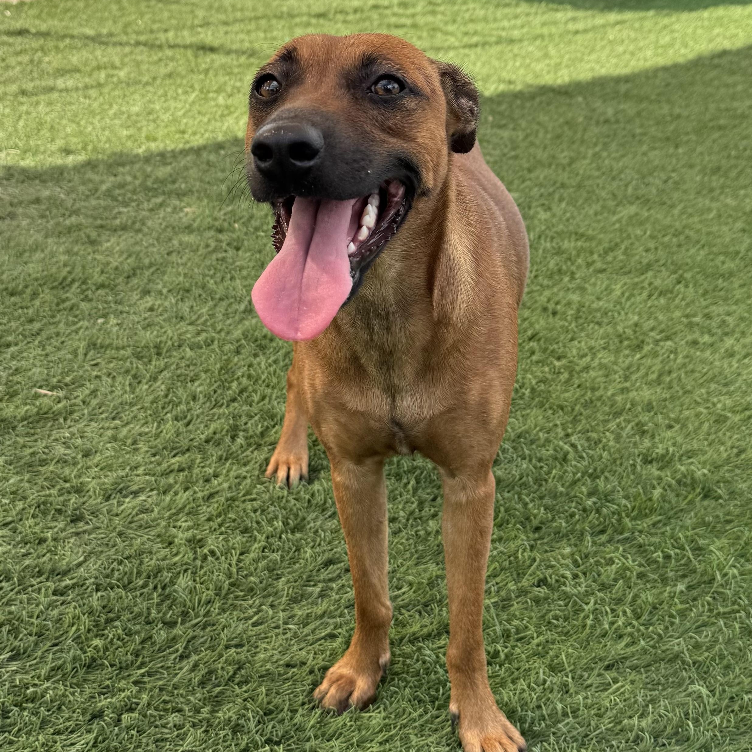 Brownie, a Adoptable mixed breed in Williston, VT image 6/6
