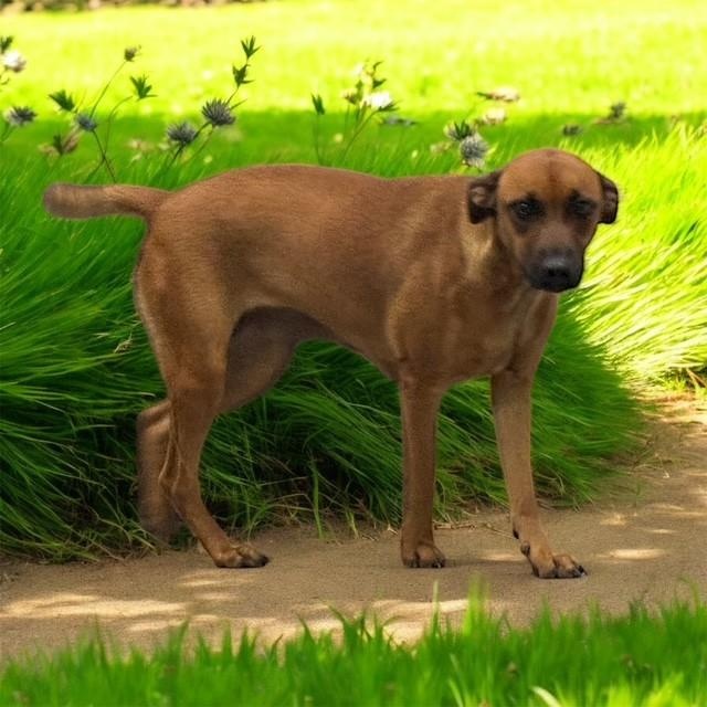 Brownie, a Adoptable mixed breed in Williston, VT image 4/6