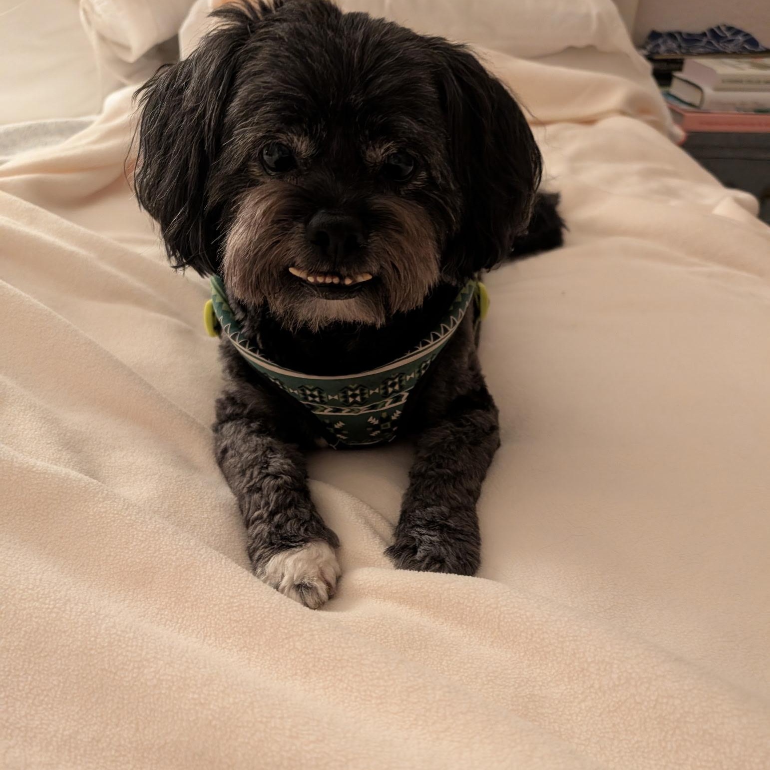 Odie, Adoptable, Senior Male Shih Tzu.