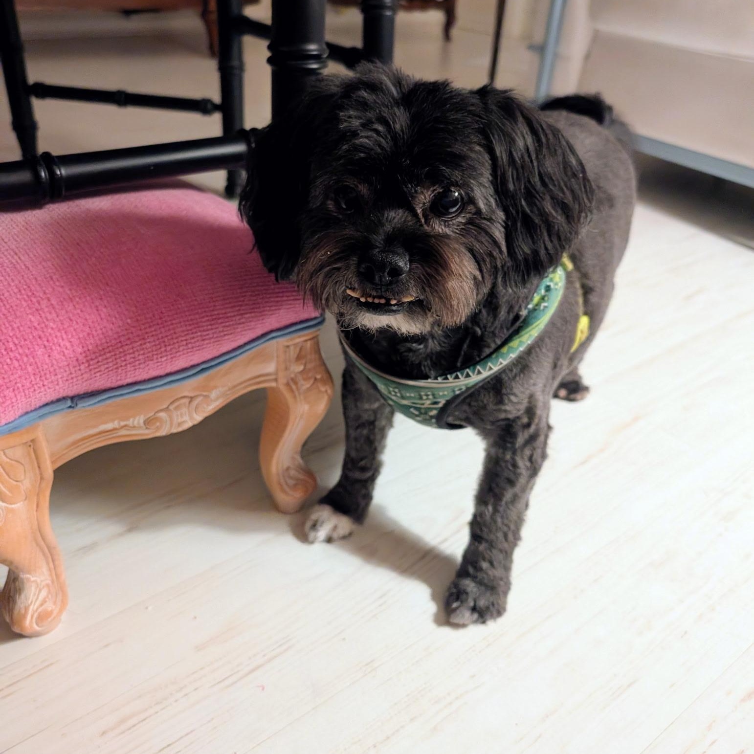 Odie, a Adoptable mixed breed in Bradenton, FL image 2/3