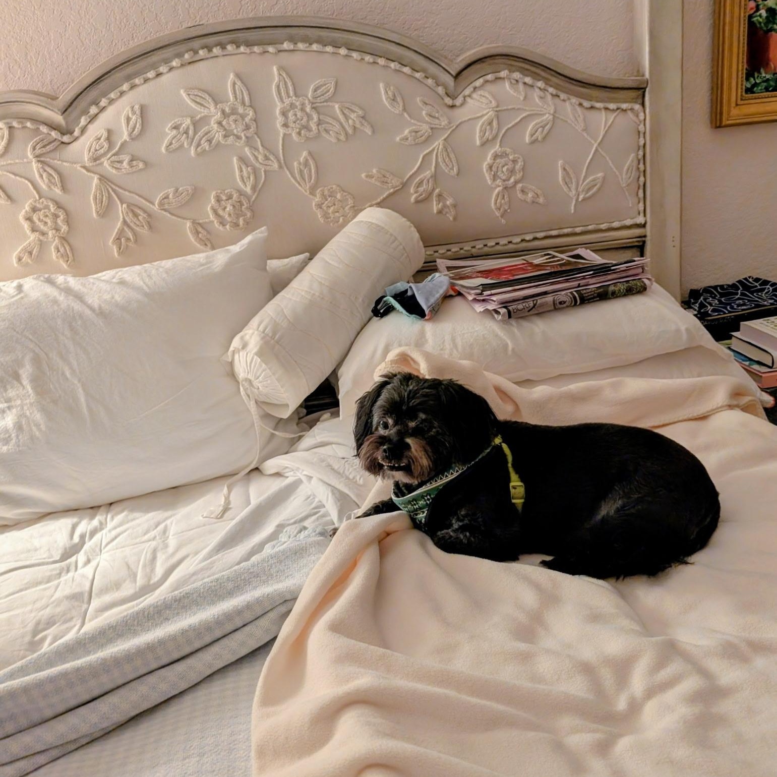 Odie, a Adoptable mixed breed in Bradenton, FL image 3/3