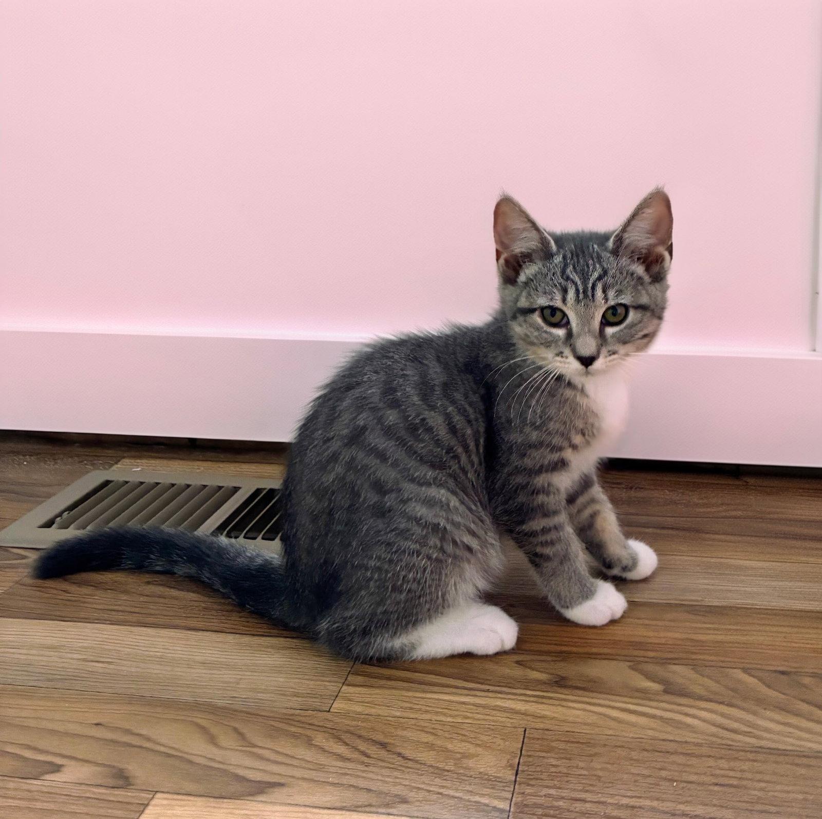 Dolly Kitten, Adoptable, Kitten Female Domestic Short Hair.