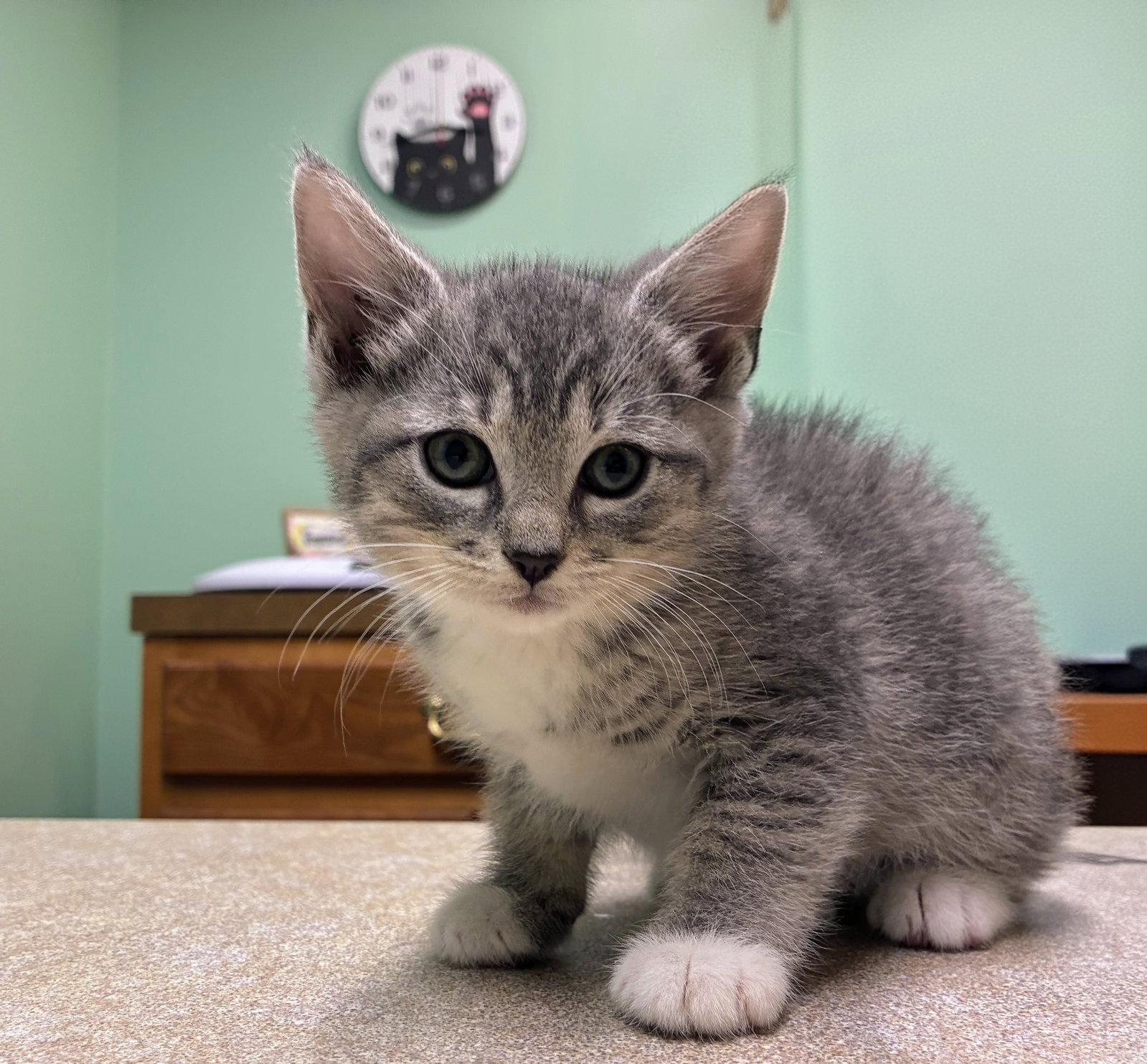 Enlarge Dolly Kitten, a Adoptable Domestic Short Hair in Allentown, PA image 2/2