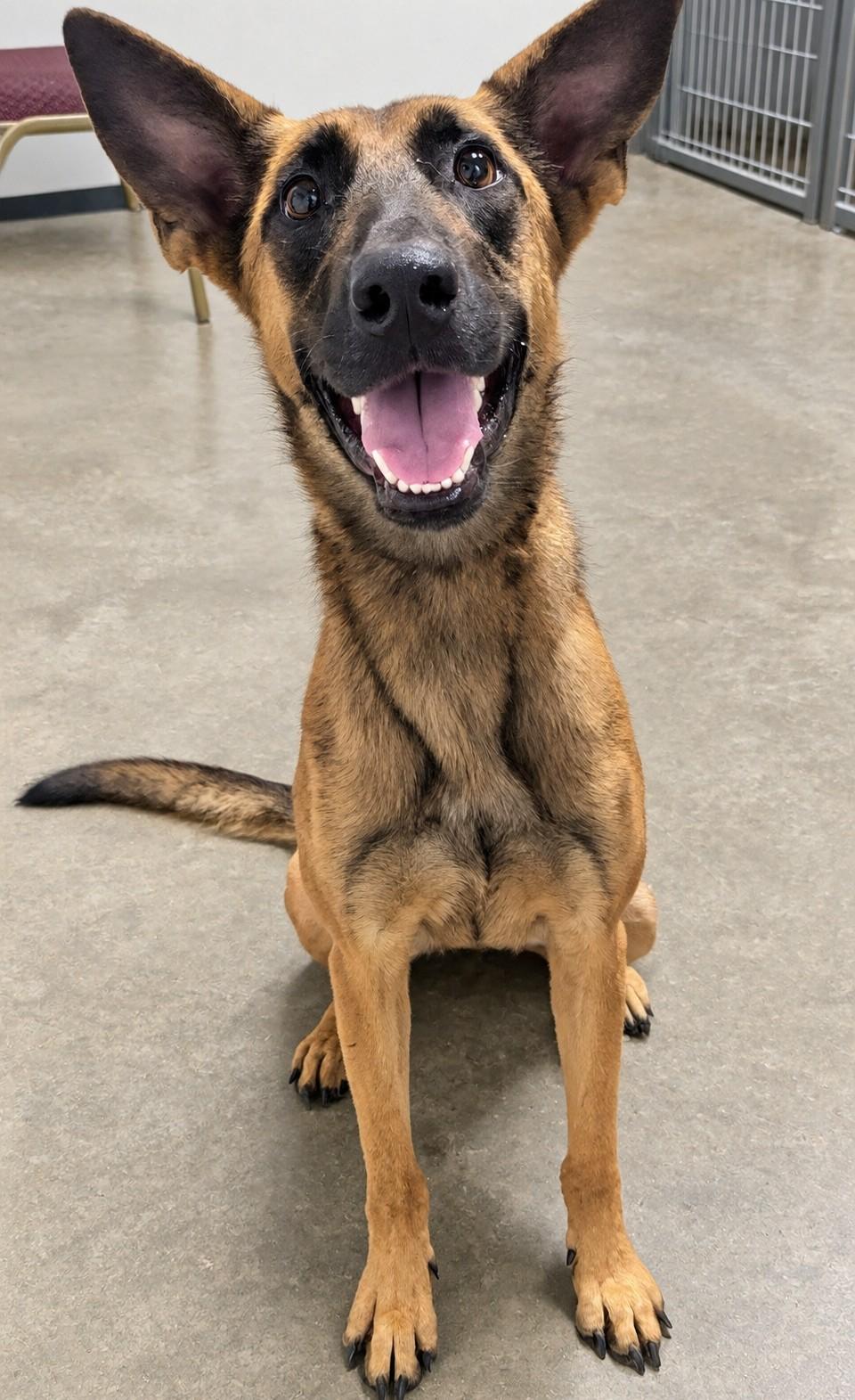 Pumpkyn, Adoptable, Adult Female Belgian Shepherd / Malinois.