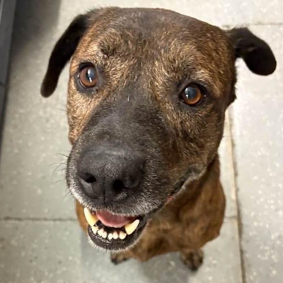 Enlarge Eddie Spaghetti, a Adoptable Mountain Cur in Middletown, OH image 1/6