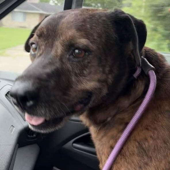 Enlarge Eddie Spaghetti, a Adoptable Mountain Cur in Middletown, OH image 2/6