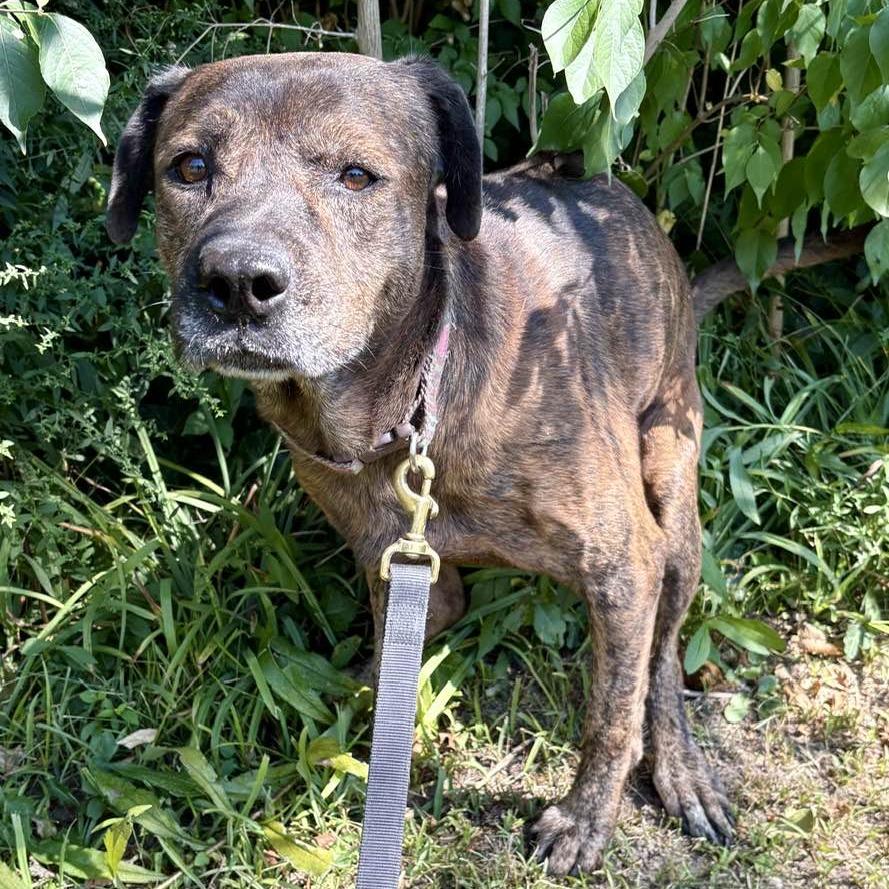 Enlarge Eddie Spaghetti, a Adoptable Mountain Cur in Middletown, OH image 3/6
