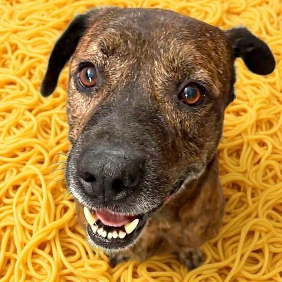Enlarge Eddie Spaghetti, a Adoptable Mountain Cur in Middletown, OH image 3/6