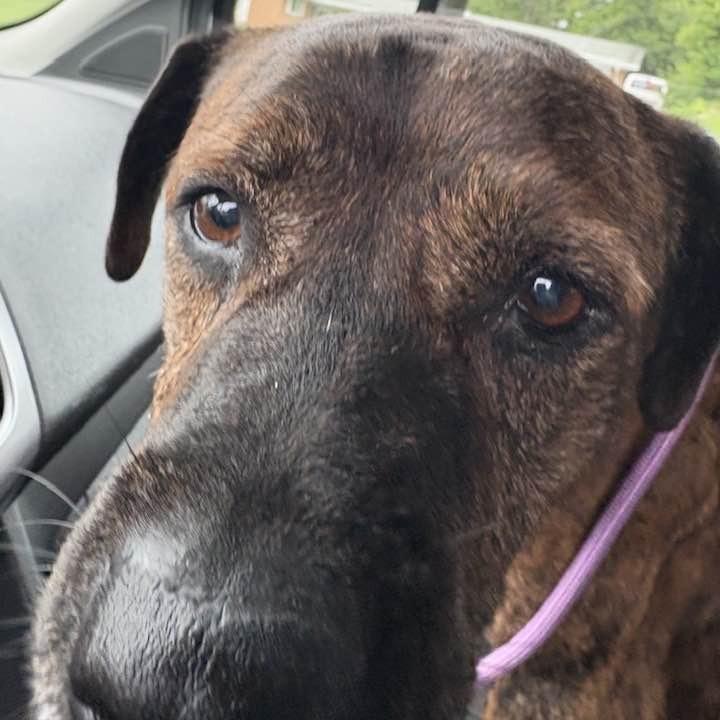 Enlarge Eddie Spaghetti, a Adoptable Mountain Cur in Middletown, OH image 4/6