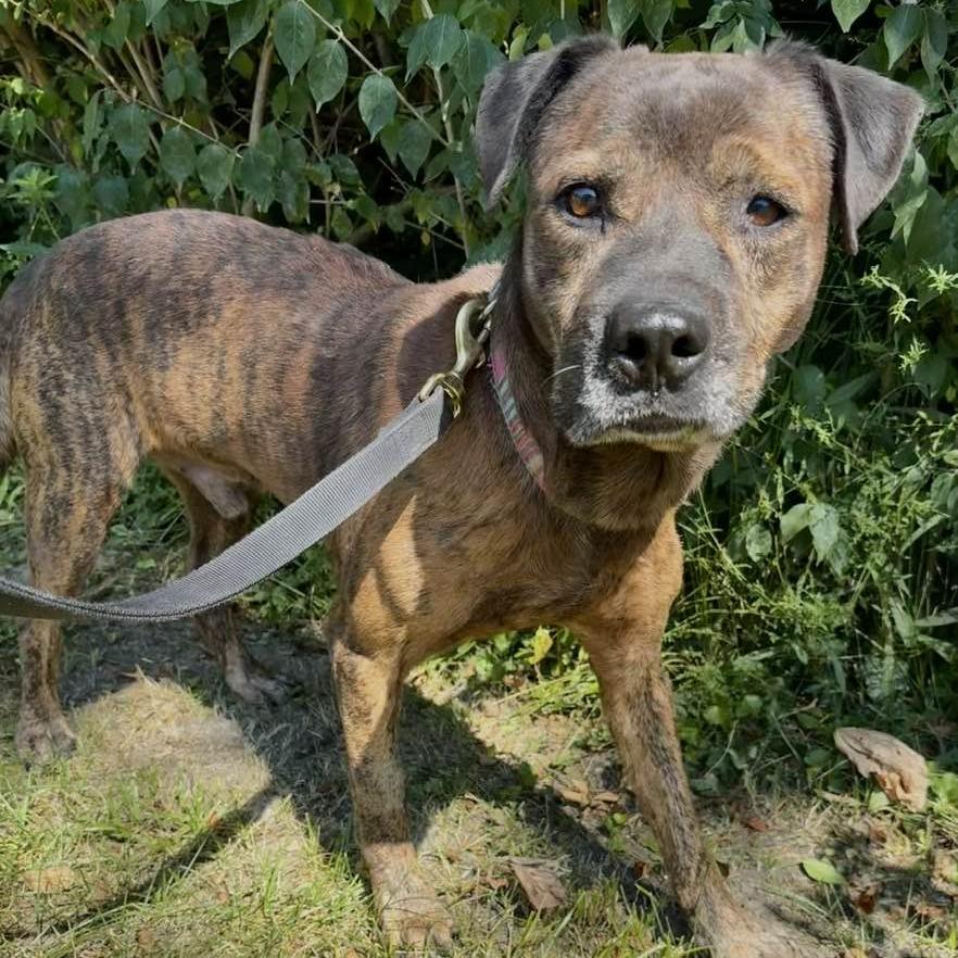 Enlarge Eddie Spaghetti, a Adoptable Mountain Cur in Middletown, OH image 5/6