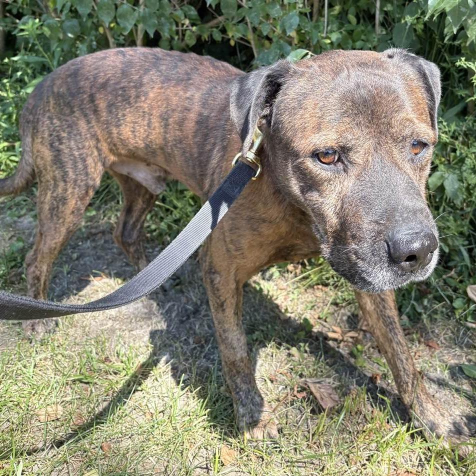 Enlarge Eddie Spaghetti, a Adoptable Mountain Cur in Middletown, OH image 6/6