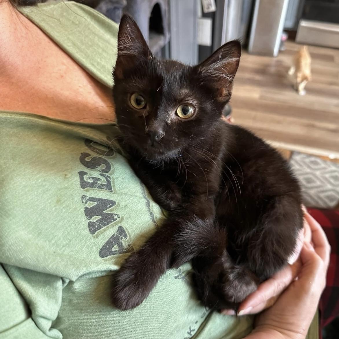 Farrell, Adoptable, Young Female Domestic Short Hair.