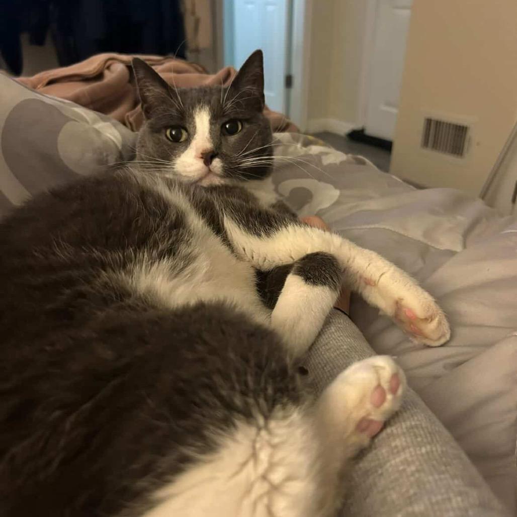 Sam, a Adoptable Domestic Short Hair in Newark, NJ image 2/6