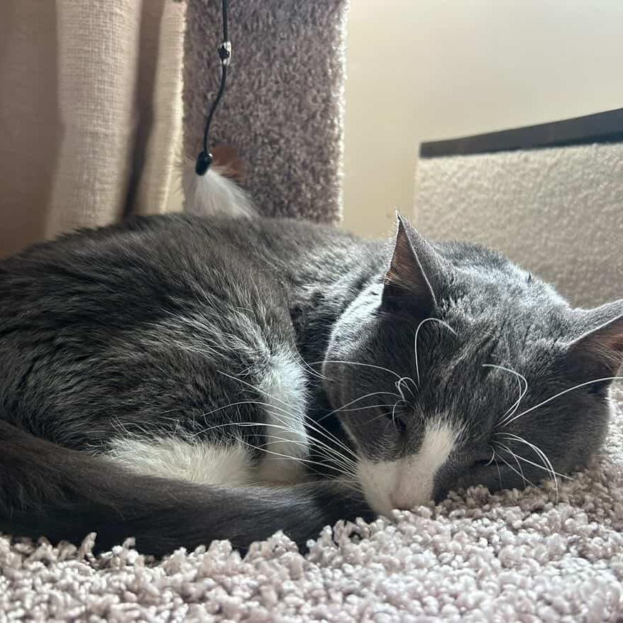 Sam, a Adoptable Domestic Short Hair in Newark, NJ image 5/6