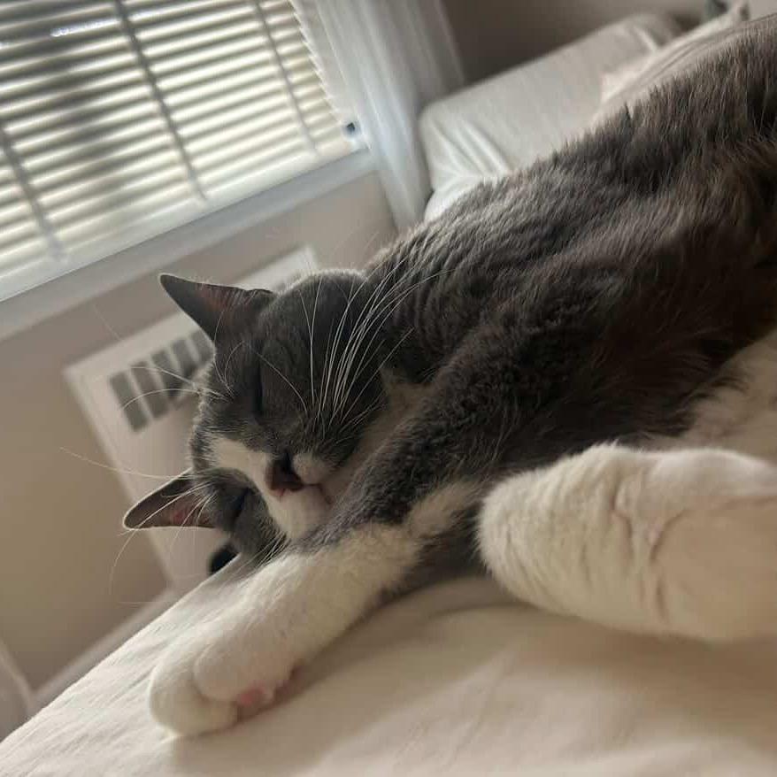 Sam, a Adoptable Domestic Short Hair in Newark, NJ image 6/6
