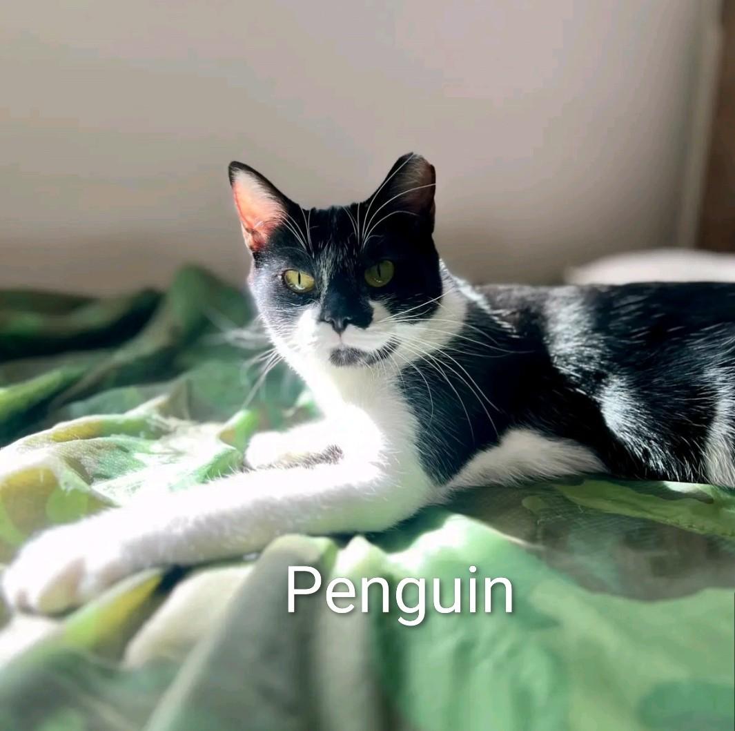 Enlarge Penny, a Adoptable Domestic Short Hair in Reno, NV image 2/3