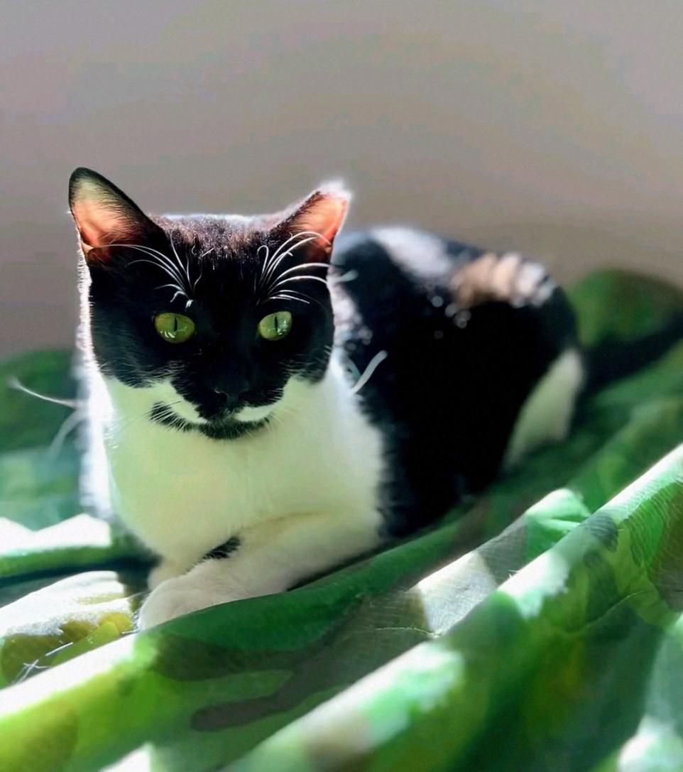 Penny, Adoptable, Young Female Domestic Short Hair.