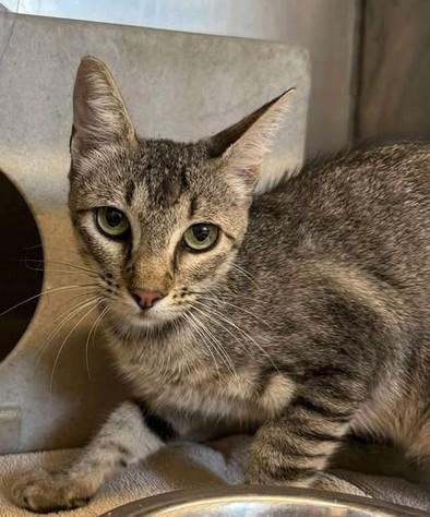 Frappe-Barn Cat, an adoptable Domestic Short Hair in Lampasas, TX, 76550 | Photo Image 1