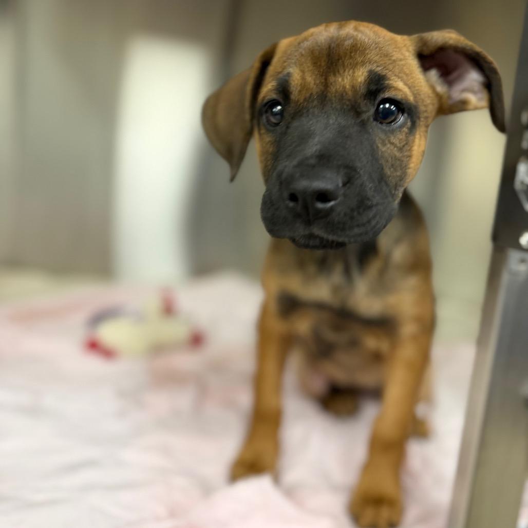 Enlarge Brie, a Adoptable mixed breed in Bullhead City, AZ image 1/2