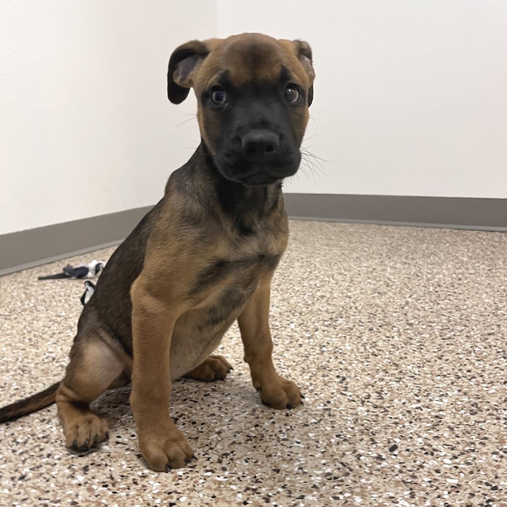 Enlarge Brie, a Adoptable mixed breed in Bullhead City, AZ image 2/2