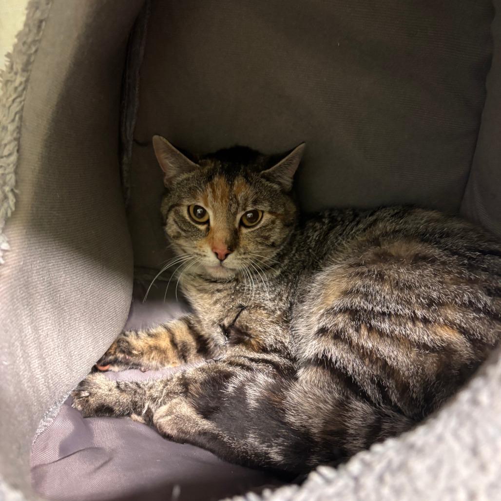 Iggy, Adoptable, Young Female Domestic Short Hair.