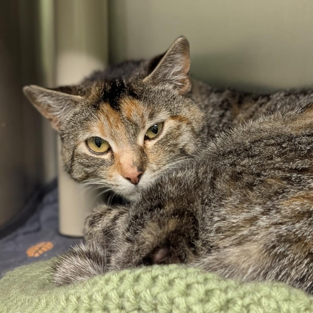Iggy, a Adoptable Domestic Short Hair in Spokane, WA image 2/2