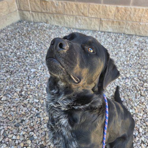 Enlarge Drake, a Adoptable Black Labrador Retriever in Grand Junction, CO image 1/5