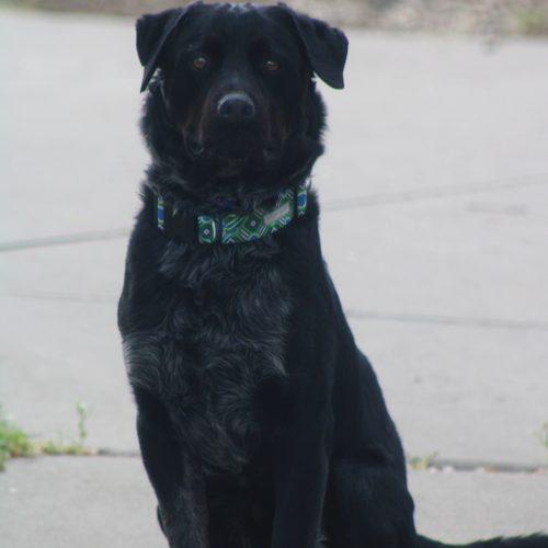 Enlarge Drake, a Adoptable Black Labrador Retriever in Grand Junction, CO image 2/5