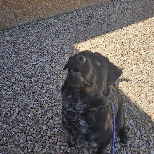 Enlarge Drake, a Adoptable Black Labrador Retriever in Grand Junction, CO image 3/5