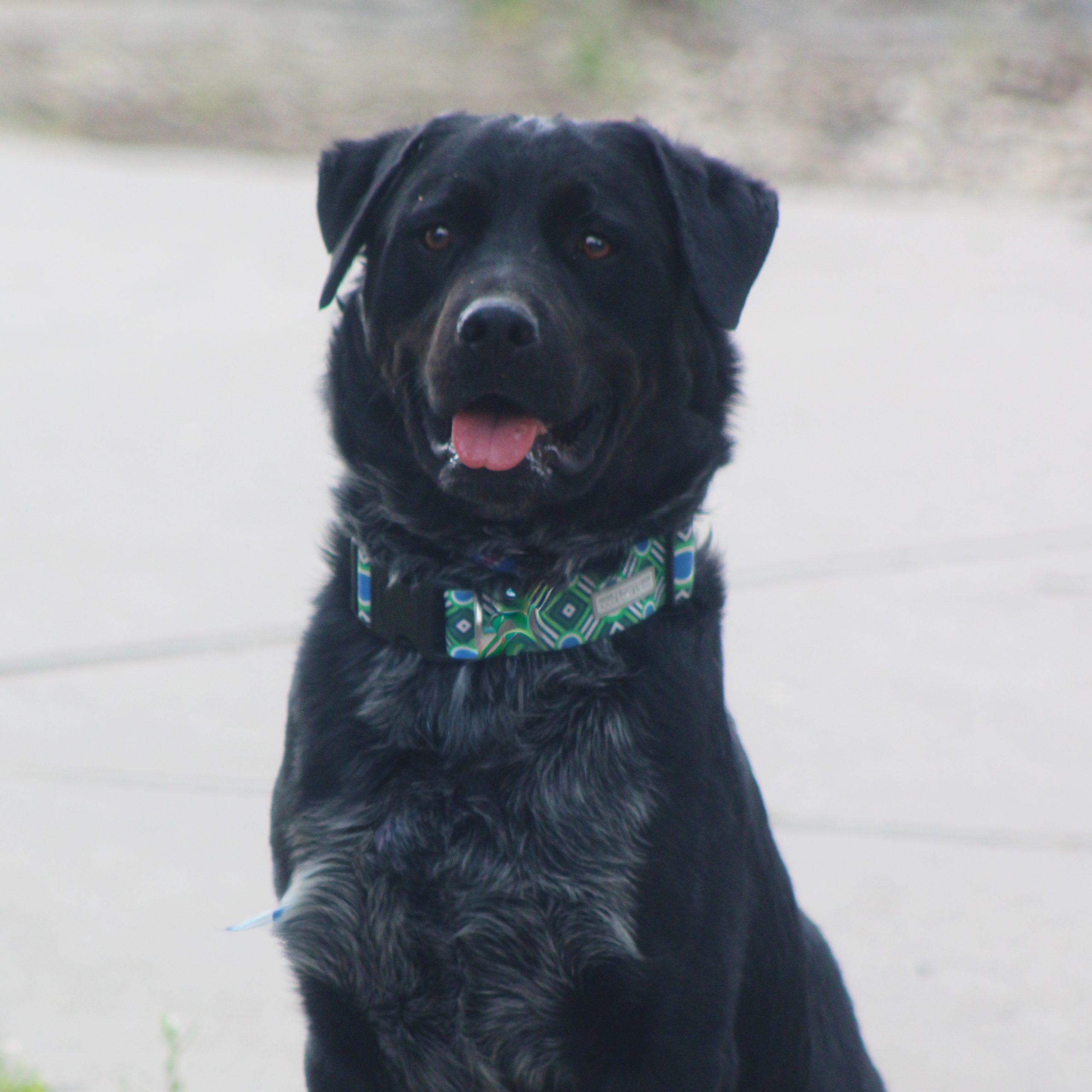 Enlarge Drake, a Adoptable Black Labrador Retriever in Grand Junction, CO image 4/5