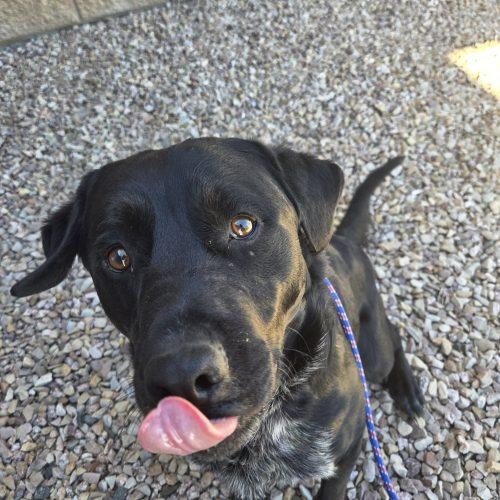Enlarge Drake, a Adoptable Black Labrador Retriever in Grand Junction, CO image 5/5