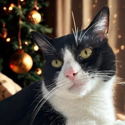 Buddy, a ADOPTABLE Domestic Short Hair in Union City, CA image 3/3