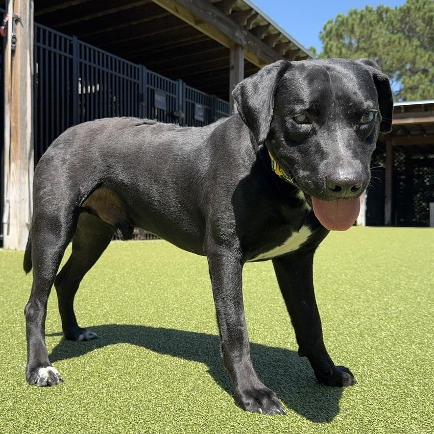STEVIE (blind), an adoptable mixed breed in Ridgeland, SC image 2/5