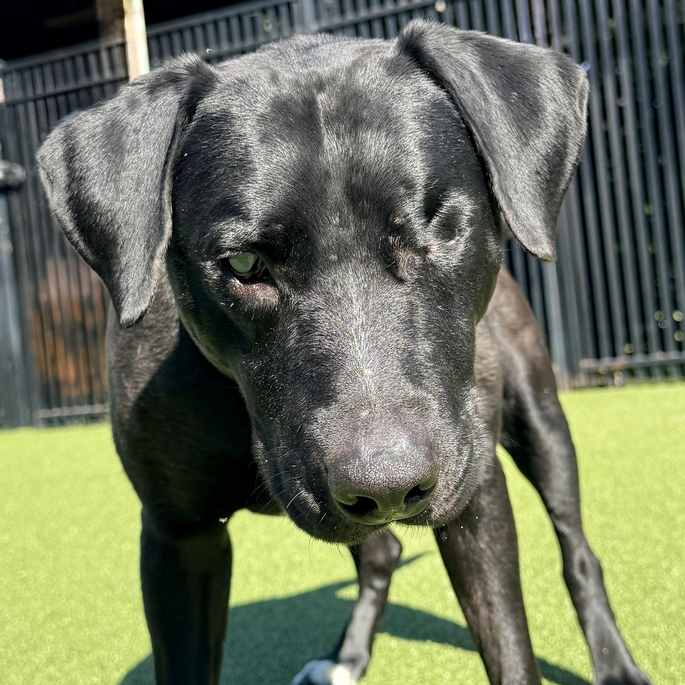 STEVIE (blind), adoptable, Adult Male Labrador Retriever.