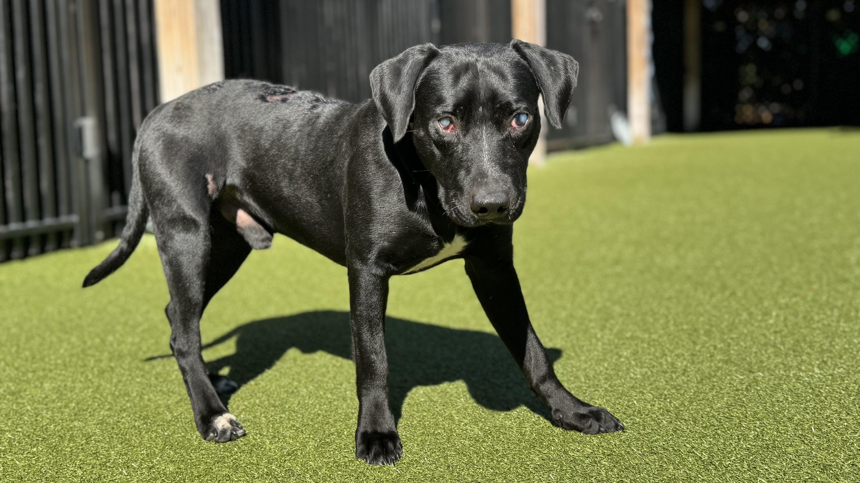 STEVIE, an adoptable mixed breed in Ridgeland, SC image 5/5