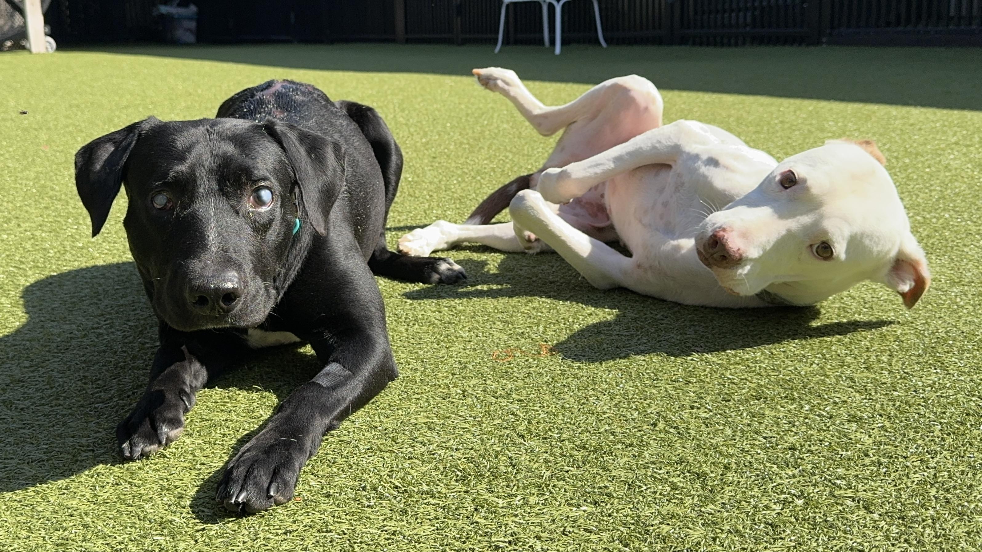 STEVIE, an adoptable mixed breed in Ridgeland, SC image 4/5